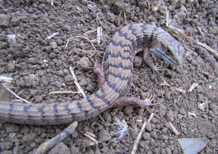 Southern Alligator Lizard